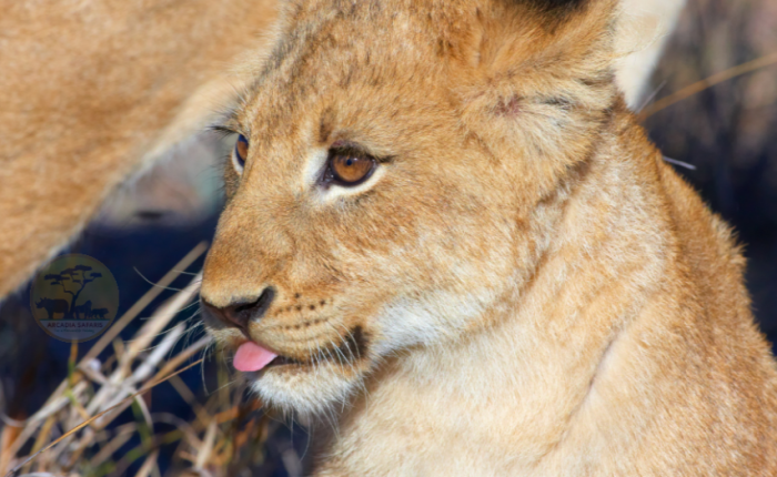 3 Day Ngorongoro Magical Adventure