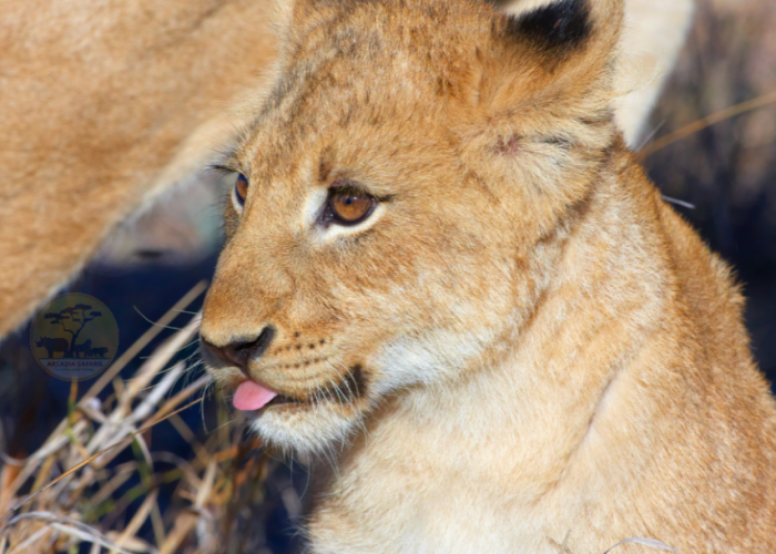 3 Day Ngorongoro Magical Adventure