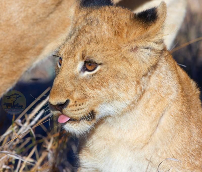 3 Day Ngorongoro Magical Adventure