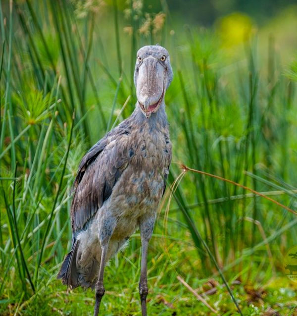 10-day-birding-uganda-and-game-drives