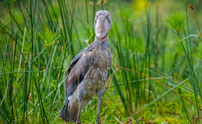 10-day-birding-uganda-and-game-drives