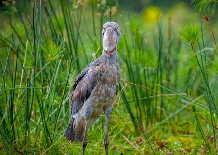 10-day-birding-uganda-and-game-drives