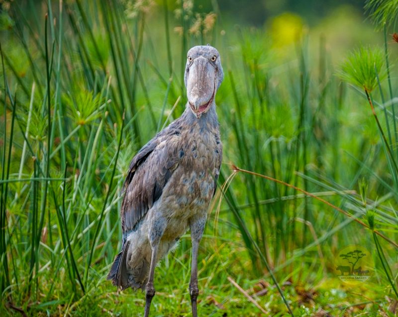 10-day-birding-uganda-and-game-drives