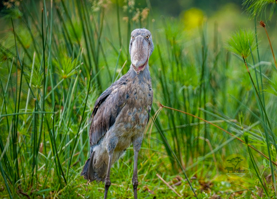 10-day-birding-uganda-and-game-drives
