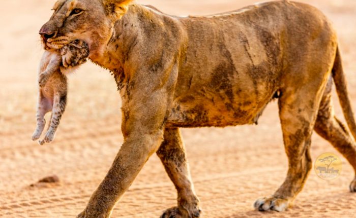 10-day-highlights-of-uganda-safari