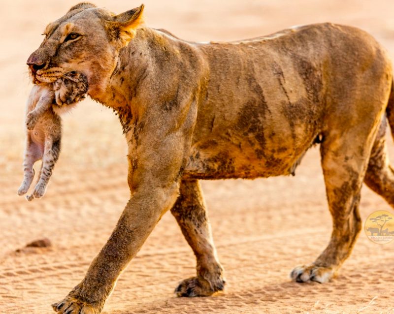 10-day-highlights-of-uganda-safari
