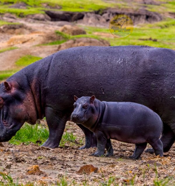 10-day-uganda-wildlife-and-primates-safari