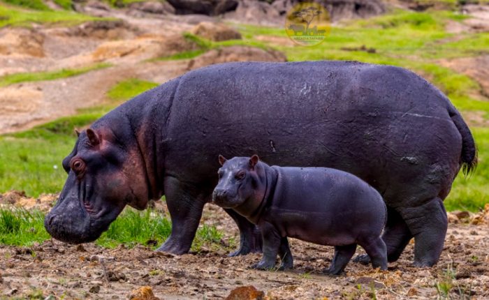 10-day-uganda-wildlife-and-primates-safari