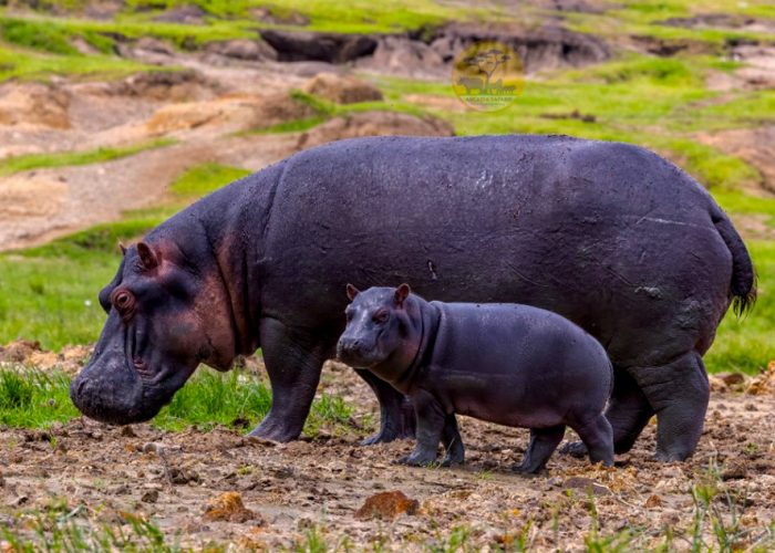 10-day-uganda-wildlife-and-primates-safari