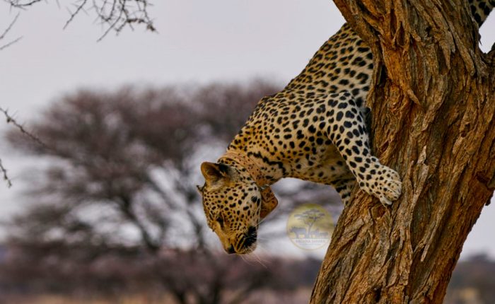 10-day-wildlife-and-kilimanjaro-cultural-safari