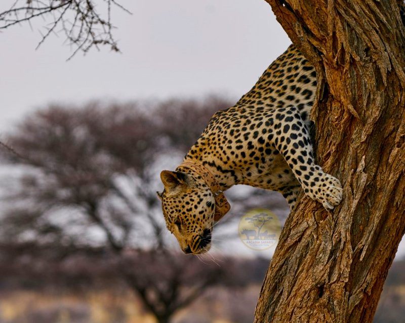 10-day-wildlife-and-kilimanjaro-cultural-safari