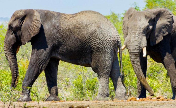 14-day-tanzania-wildlife-safari-pangani-beach-holiday