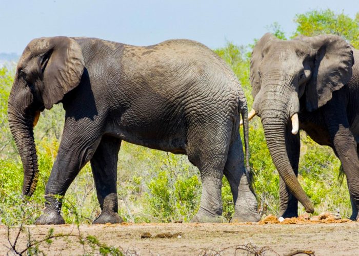 14-day-tanzania-wildlife-safari-pangani-beach-holiday