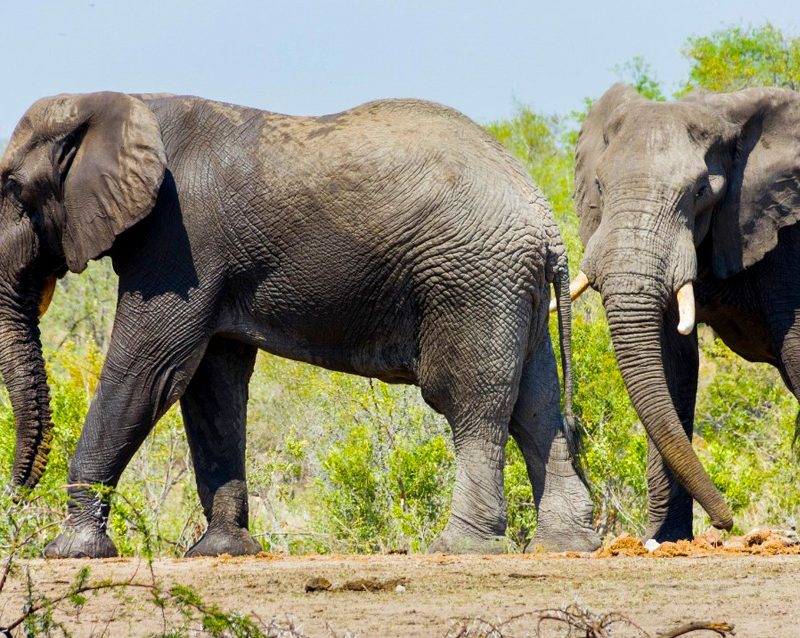14-day-tanzania-wildlife-safari-pangani-beach-holiday