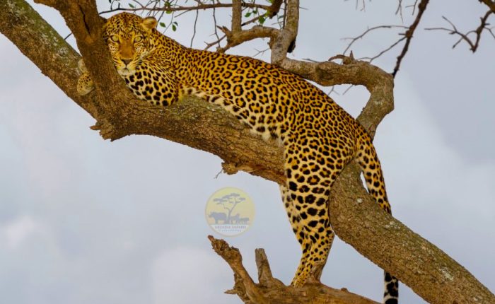 14-days-uganda-kenya-wildlife-safari