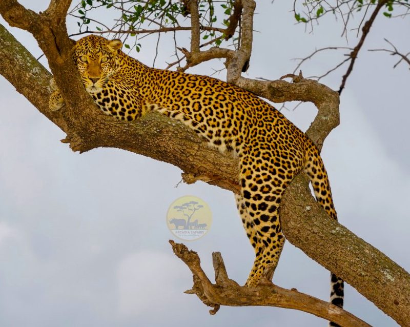 14-days-uganda-kenya-wildlife-safari