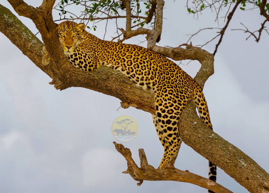 14-days-uganda-kenya-wildlife-safari