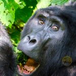 15-day-gorillas-chimps-and-big-5-safari