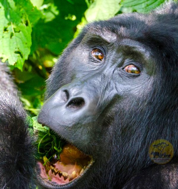 15-day-gorillas-chimps-and-big-5-safari