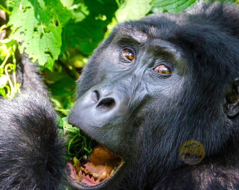 15-day-gorillas-chimps-and-big-5-safari