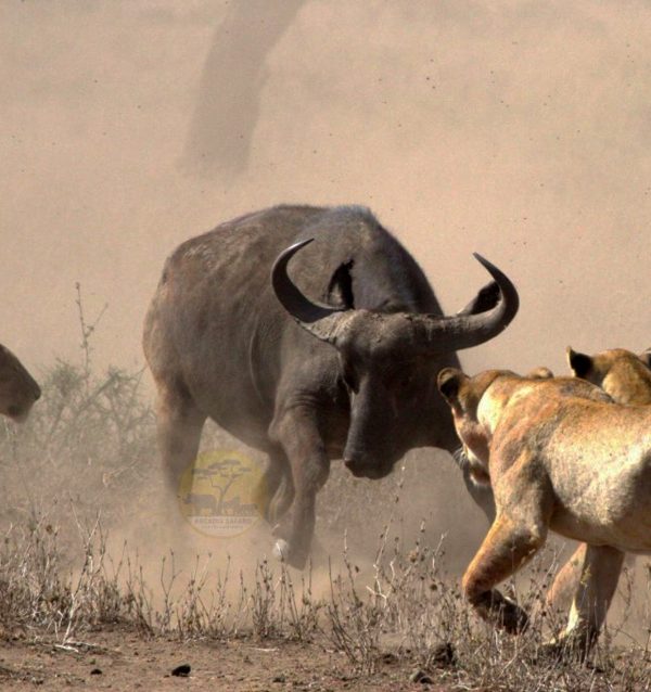15-day-uganda-kenya-and-tanzania-safari-holiday