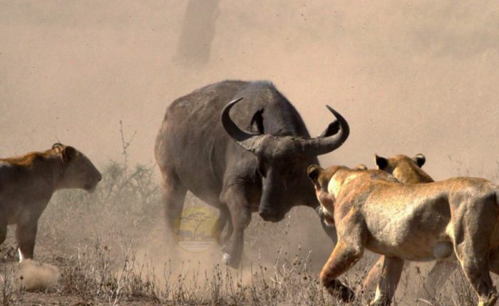 15-day-uganda-kenya-and-tanzania-safari-holiday