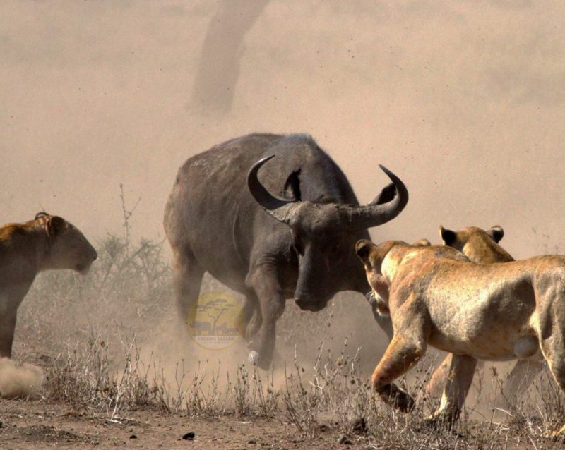 15-day-uganda-kenya-and-tanzania-safari-holiday