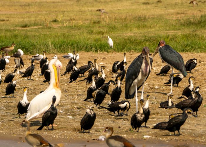 18-days-birding-tour-with-gorilla-trekking