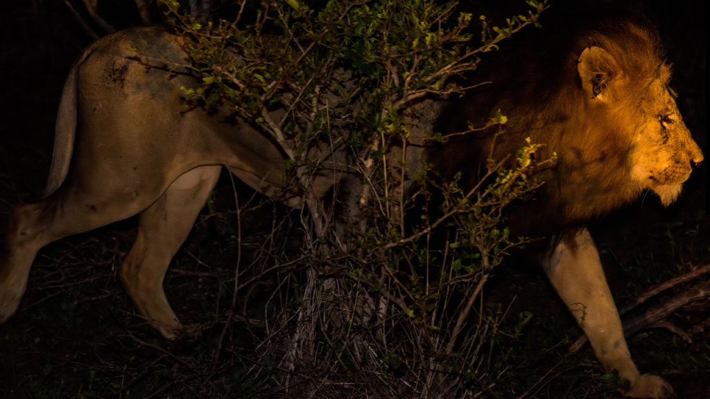 Night Game Drives in Uganda