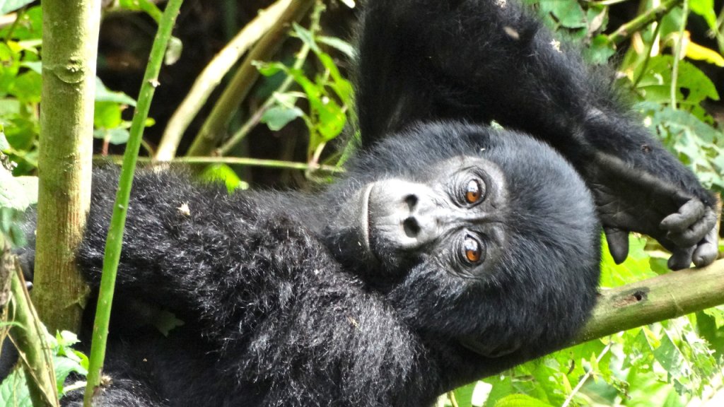 Is Uganda Safe to Visit?
