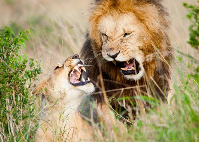3-day-best-of-akagera-national-park