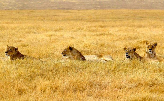 3-day-best-of-maasai-mara-safari