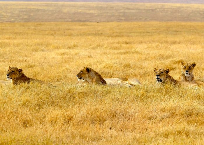 3-day-best-of-maasai-mara-safari
