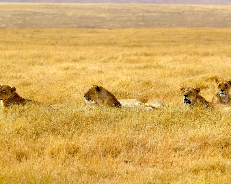 3-day-best-of-maasai-mara-safari