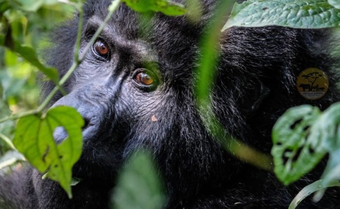 3-day-gorilla-trekking-and-batwa-trails-in-bwindi