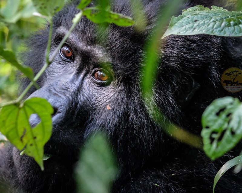 3-day-gorilla-trekking-and-batwa-trails-in-bwindi
