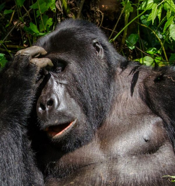 3-day-gorillas-and-lake-bunyonyi-safari