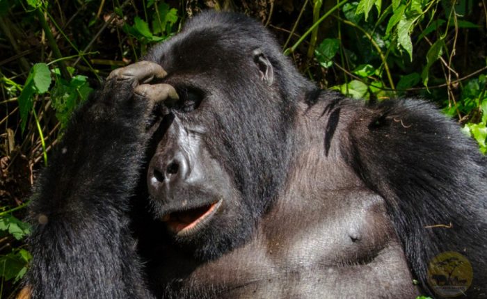 3 Day Gorilla Habituation in Bwindi Safari