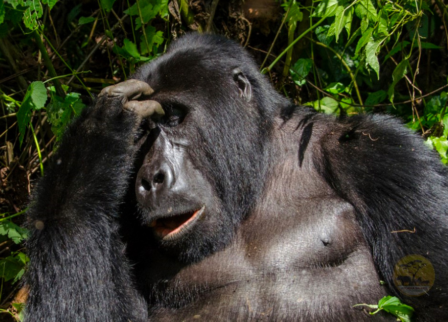 3-day-gorillas-and-lake-bunyonyi-safari