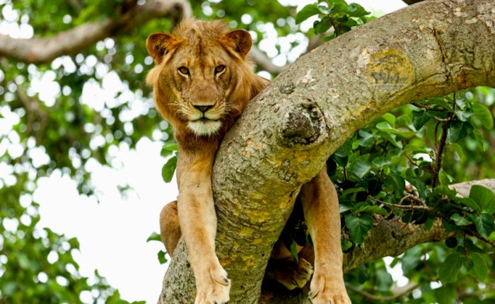 3-days-queen-elizabeth-wildlife-safari
