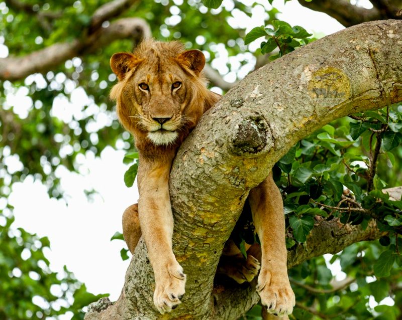 3-days-queen-elizabeth-wildlife-safari