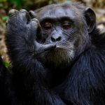 4-day-kibale-forest-chimpanzee-tracking
