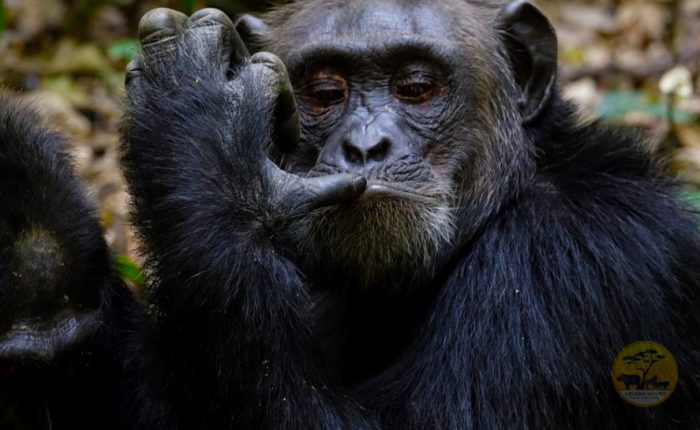 4-day-kibale-forest-chimpanzee-tracking