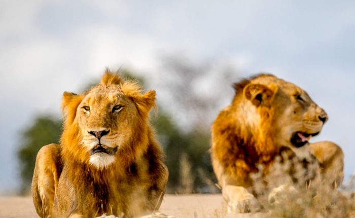 4-day-tanzania-wildlife-safari