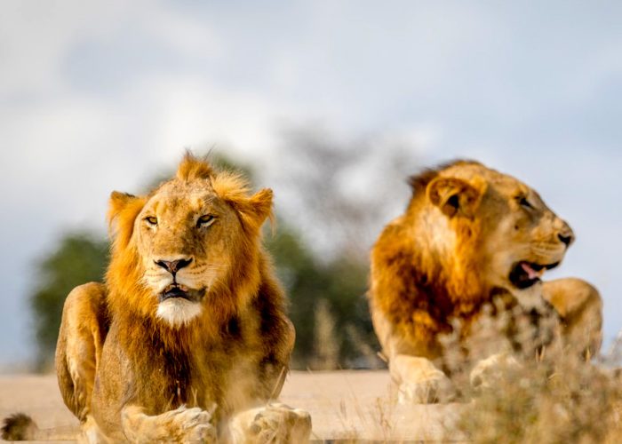 4-day-tanzania-wildlife-safari