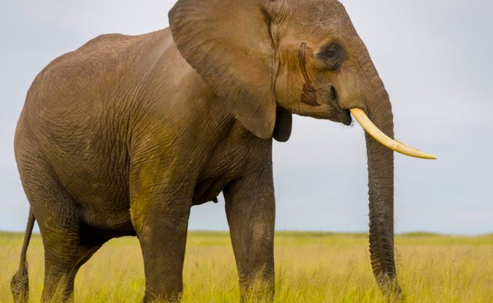 5-day-amboseli-and-tsavo-west-wildlife-safari