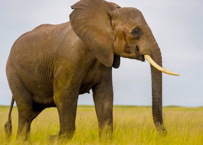5-day-amboseli-and-tsavo-west-wildlife-safari
