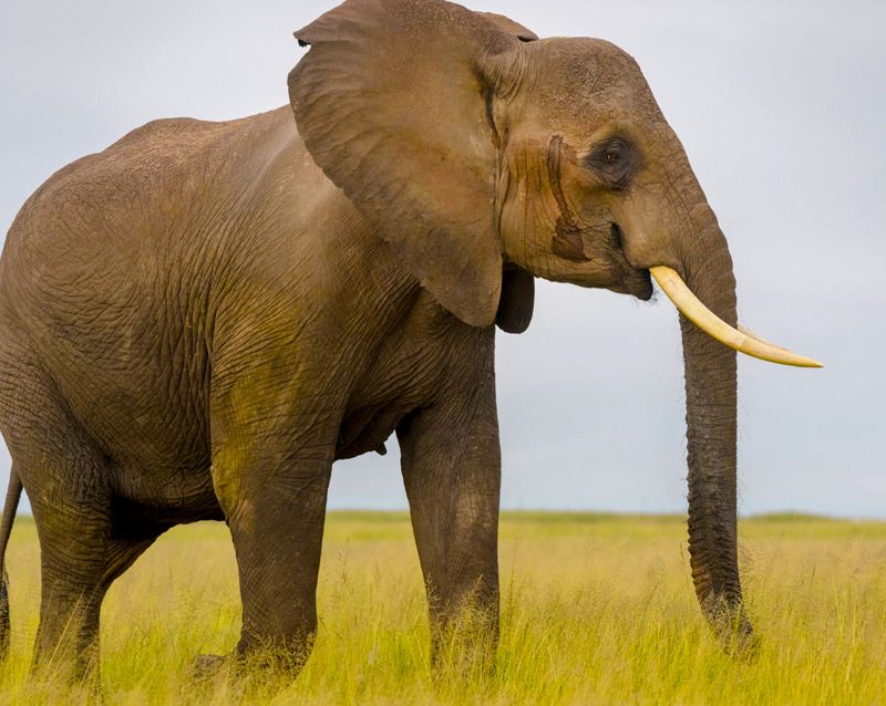 5-day-amboseli-and-tsavo-west-wildlife-safari