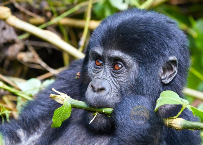 5-day-best-of-rwanda-primates-safari