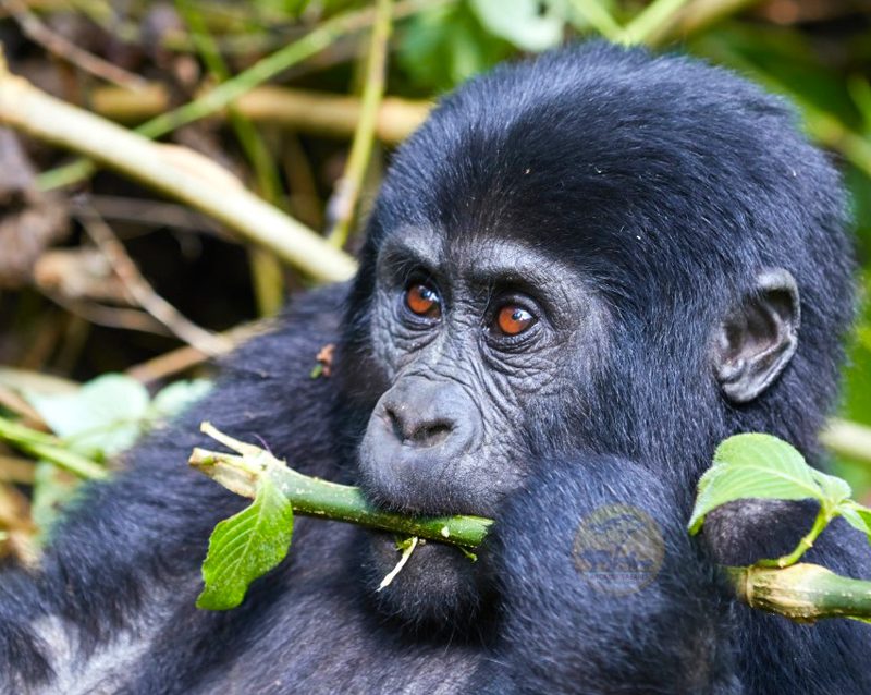5-day-best-of-rwanda-primates-safari
